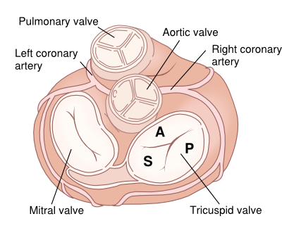 Cross section of heart valves